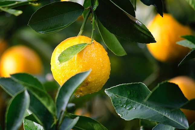 Politiques agricoles et justice sociale dans la région MENA